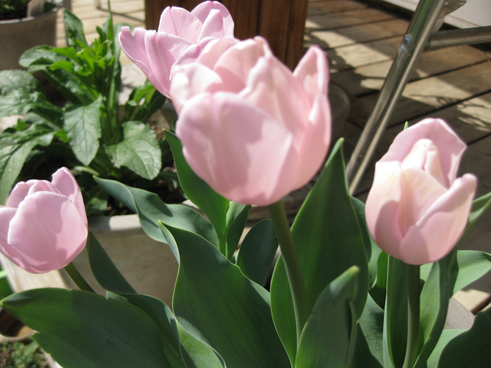 咲いた咲いたチューリップの花が ターシャの布しごと 花だより