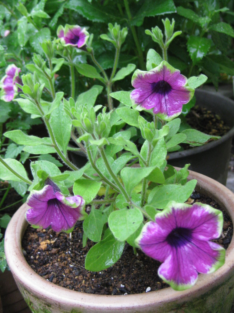冬越しがんばったね ターシャの布しごと 花だより 冬越しがんばったね ターシャの布しごと 花だより