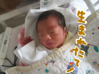 ハナペコブログ