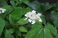 DSCF8097