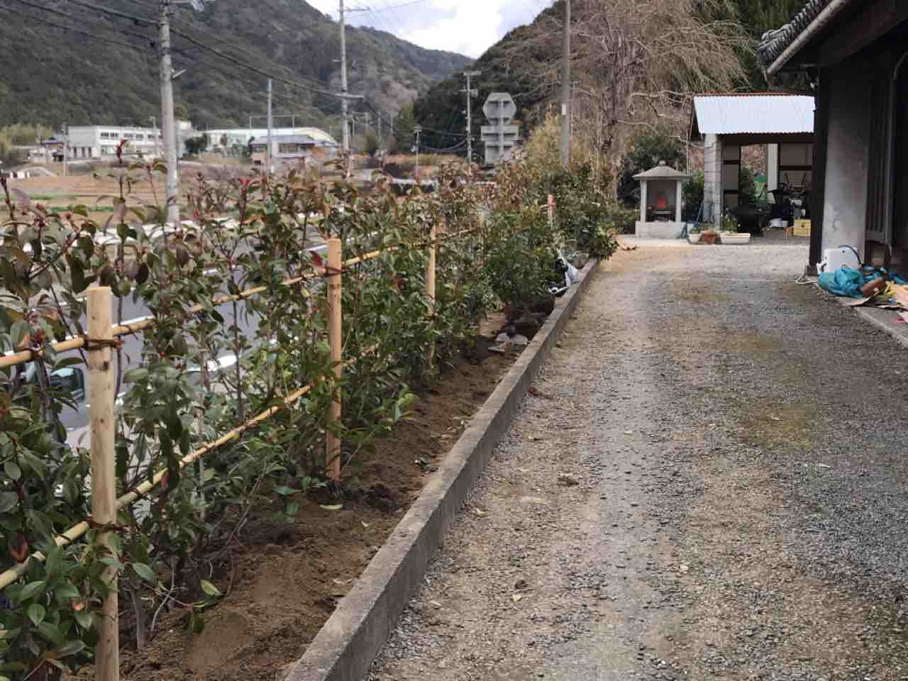生垣植替え作業2 園芸店ナーセリーナカムラのブログ