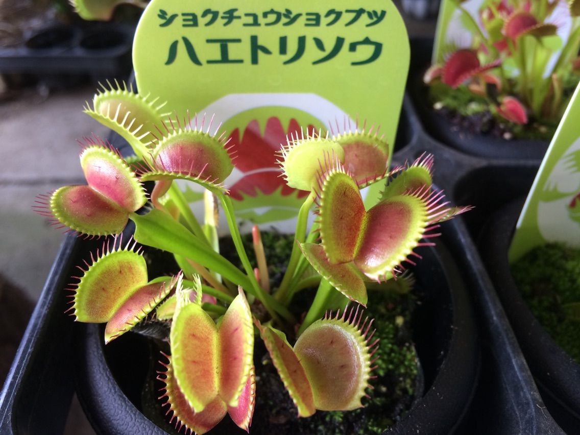 食虫植物入荷 園芸店ナーセリーナカムラのブログ