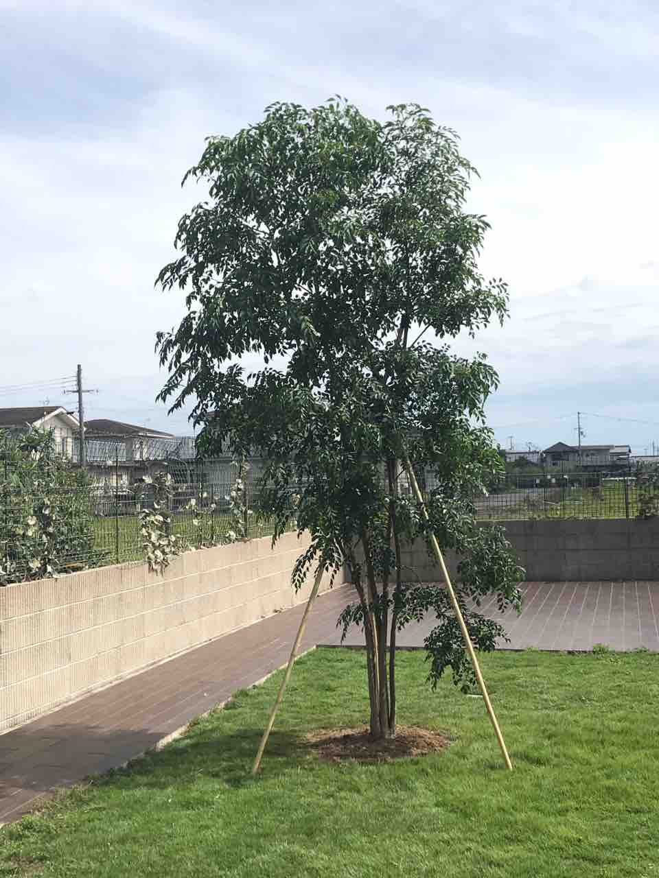 シマトネリコ植栽 園芸店ナーセリーナカムラのブログ