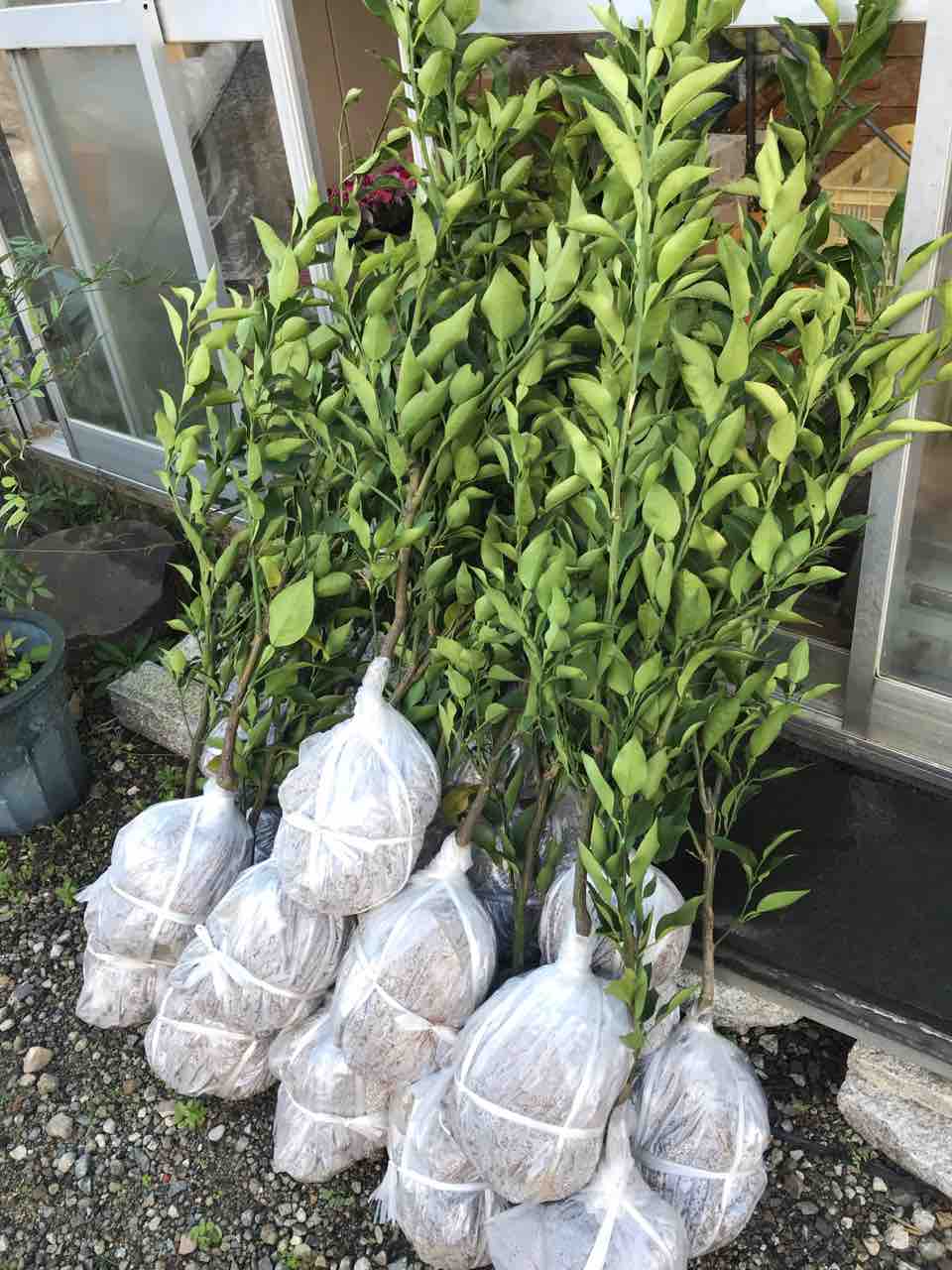 ジャバラ苗入荷！ : 園芸店ナーセリーナカムラのブログ