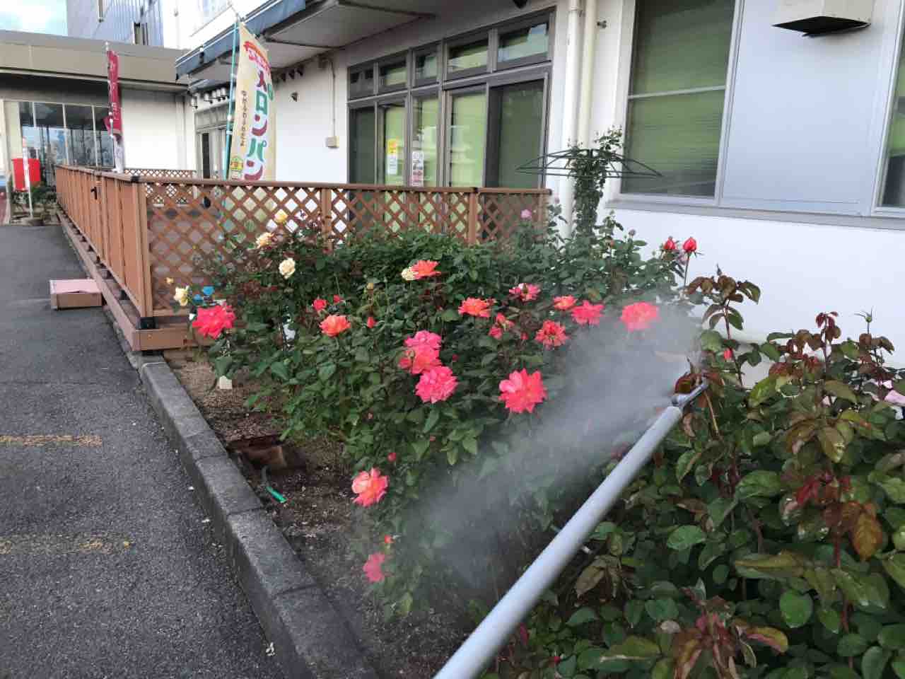 バラ消毒作業 園芸店ナーセリーナカムラのブログ