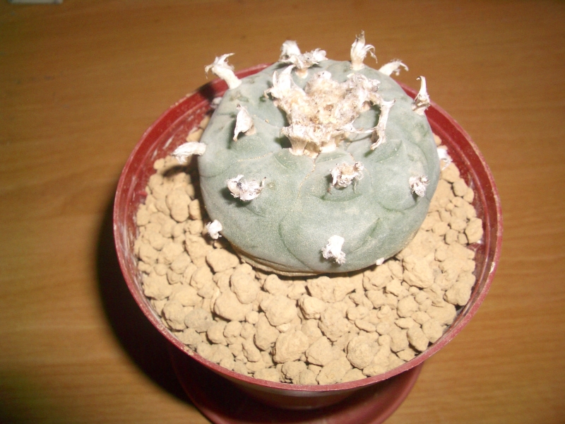 サボテンダー 目指せ 毒草ガーデン