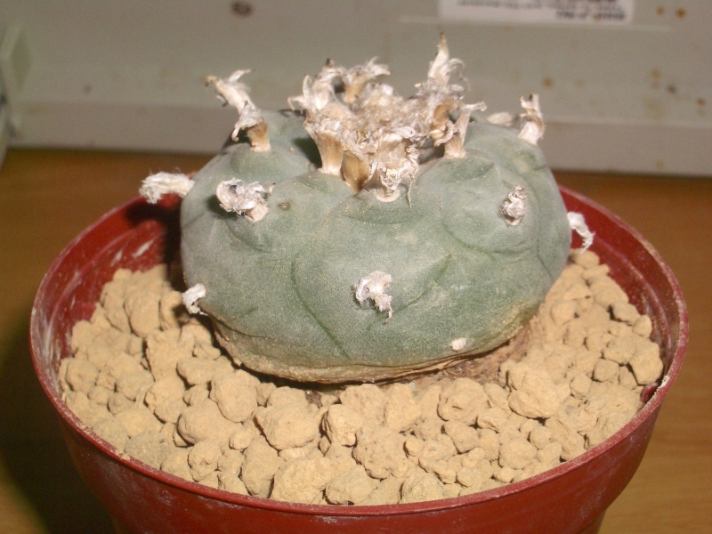 サボテンダー 目指せ 毒草ガーデン