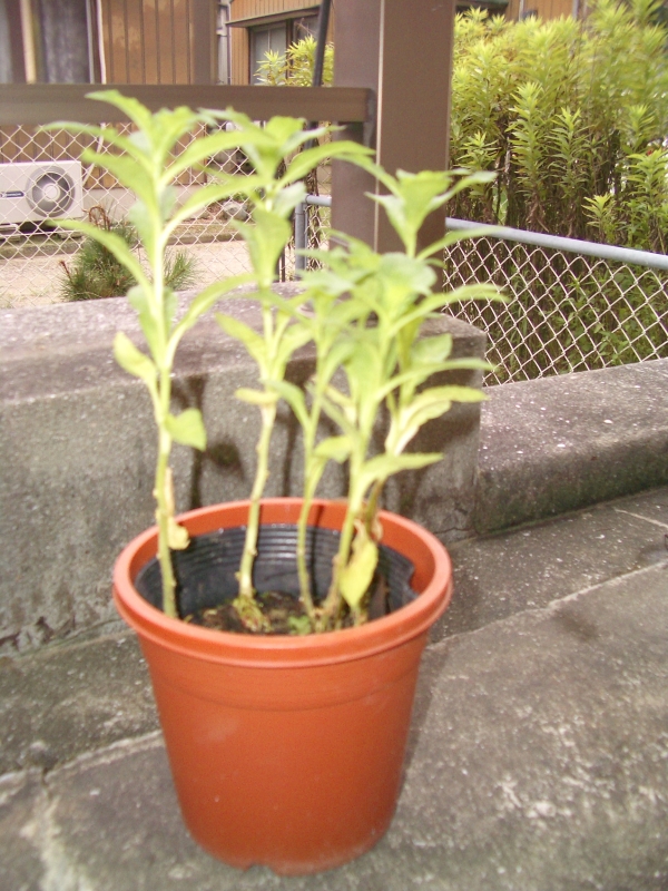 目指せ！毒草ガーデン