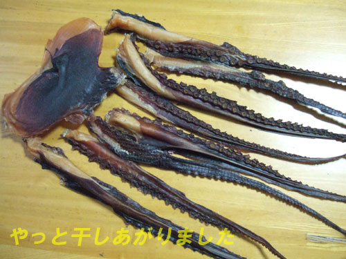 干しダコ作ってみました ヌッシー疑似餌同好会 干しダコ作ってみました ヌッシー疑似餌同好会