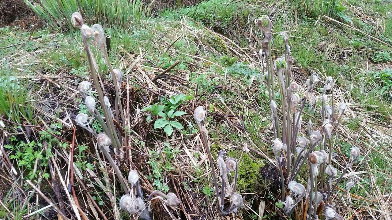 あく抜き 広葉樹の灰を使う 地元のおばあちゃん直伝の山菜の下処理方法 とびだせ栄養士
