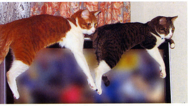 猫1