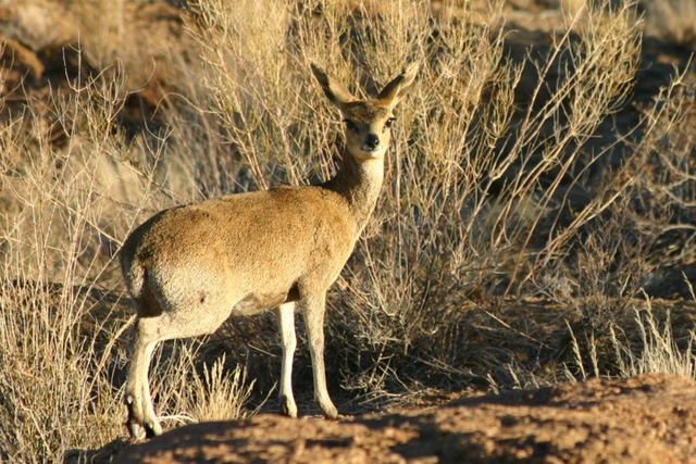 Oreotragus_oreotragus_(1)
