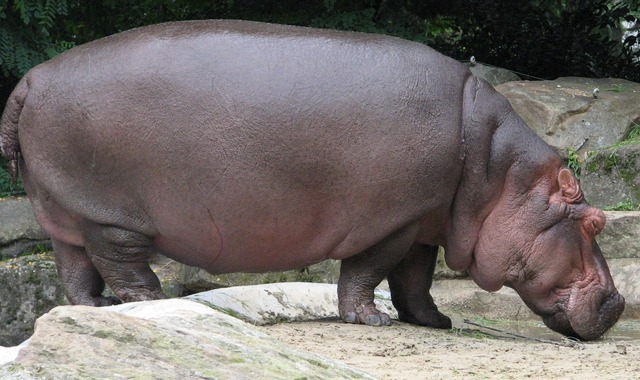 ５大、肉食じゃないけど凶暴な動物「カバ」「アフリカゾウ」「バッファロー」「コーカサスオオカブト」