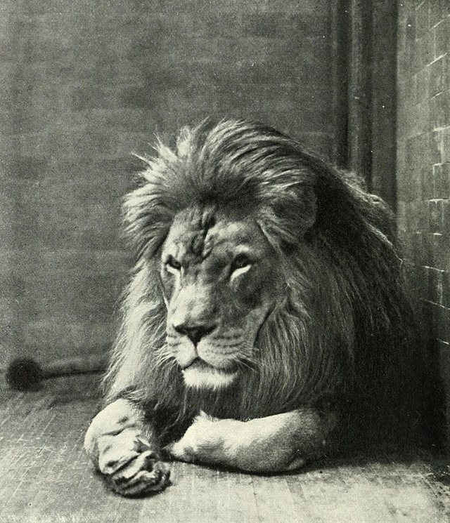 800px-Sultan_the_Barbary_Lion