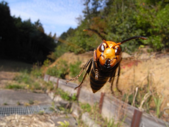 スズメ