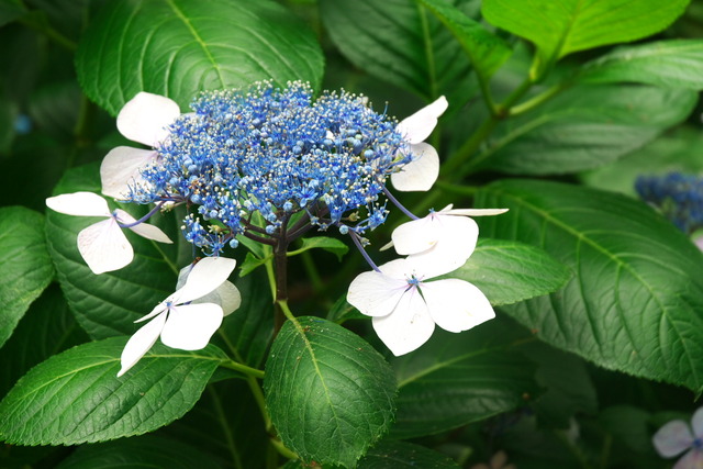 Hydrangea_of_Shimoda_下田のあじさい_(2630826953)