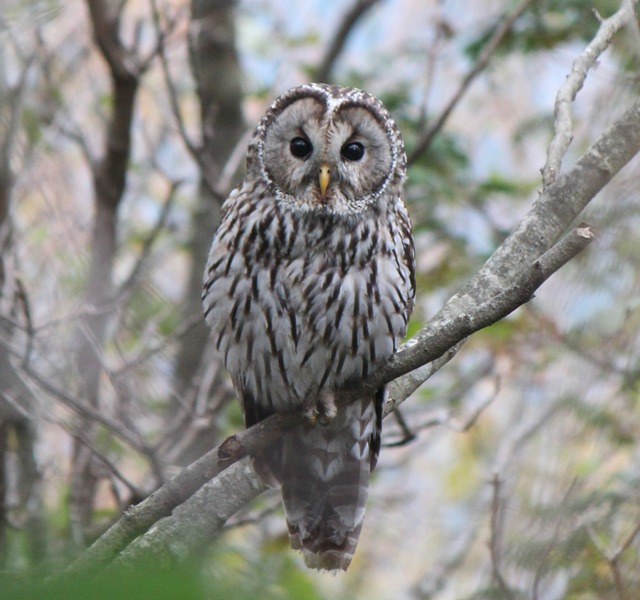 Strix_uralensis_0a1