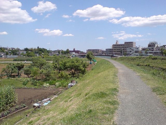 シン横