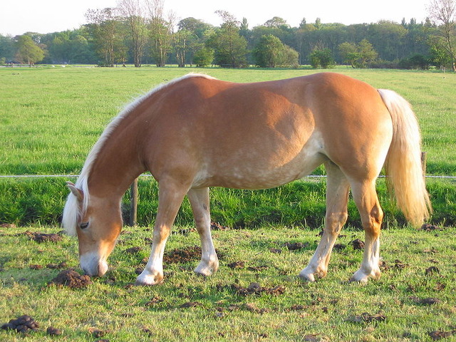 800px-Haflinger_horse_on_pasture_in_the_Netherlands