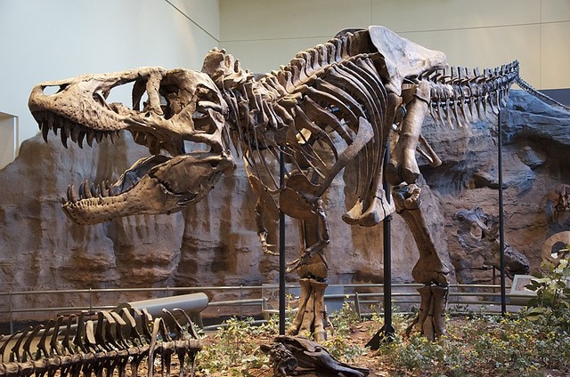 Tyrannosaurus_Rex_Holotype