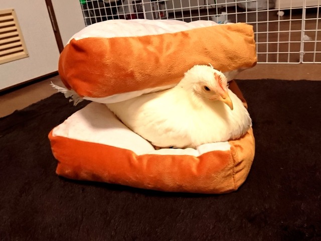 no title