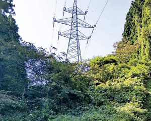 0円で山林を入手、放置するだけで収入に　不動産投資家「寝ていても電柱が稼ぐ」