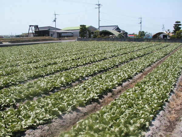 Toyohama