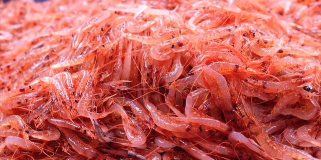 7大、静岡県の名物「桜えび」「静岡茶」「マグロ」「浜名湖の鰻」「さくらももこ」「富士山」