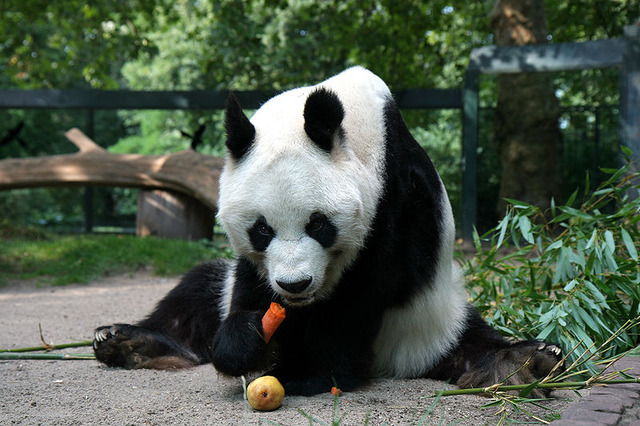 800px-Berlin-BaoBao1-Asio