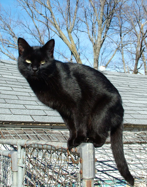 最近知って衝撃を受けたこと『ハロウィンの時期になると保護施設に黒猫の引き取り手が押寄せる』