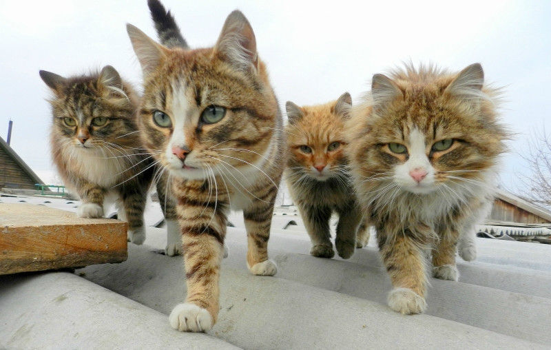 超可愛い猫画像スレ ハート猫 ェ しっぽりニュースブログ 超可愛い猫画像スレ ハート猫 ェ しっぽりニュースブログ