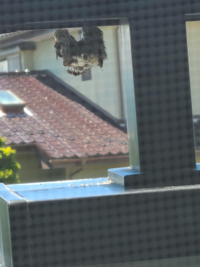【危険】ベランダに蜂の巣ある……
