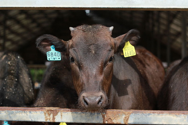 ベジタリアンが正論「動物が殺されるのを残酷と思うなら肉を食べるのは卑怯」