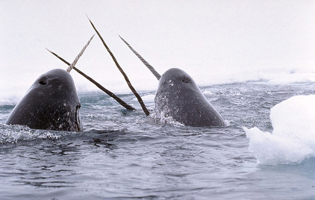 800px-Narwhals_breach