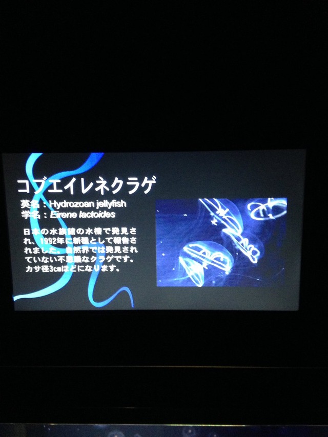 クラゲ２