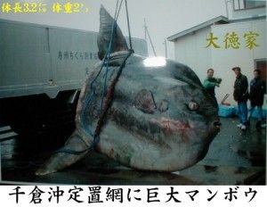 マンボウ