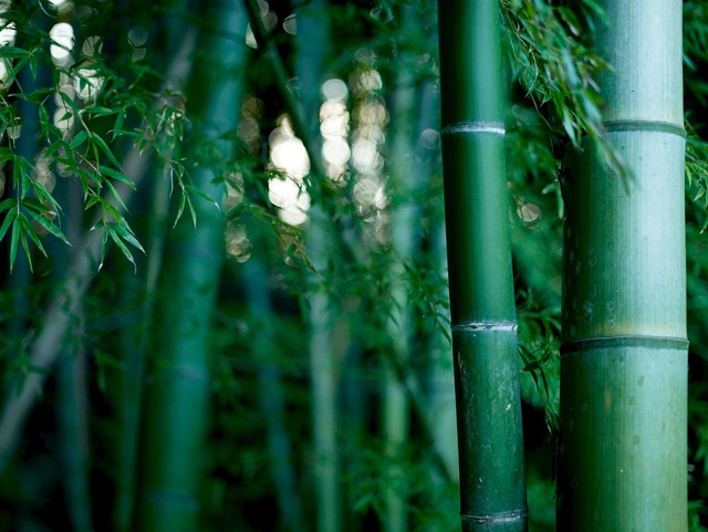 BambooJI1