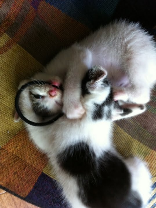 猫１