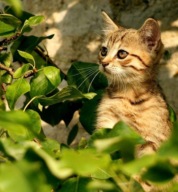 20130222181935_650_2