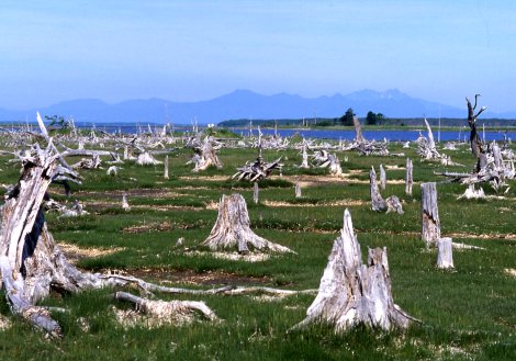 野村2
