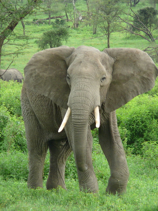 800px-Elephant_near_ndutu