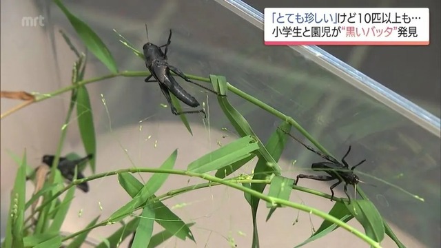 【画像】幼い兄妹が“全身真っ黒なバッタ”を10匹以上捕獲　専門家「非常に珍しい」　一方ネットでは「ゴルゴムだ！」と騒然