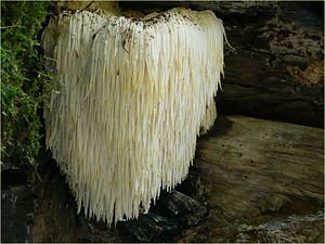 300px-Igelstachelbart_Nov_06