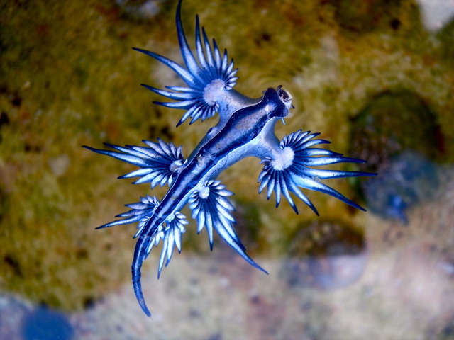 Blue_dragon-glaucus_atlanticus_(8599051974)