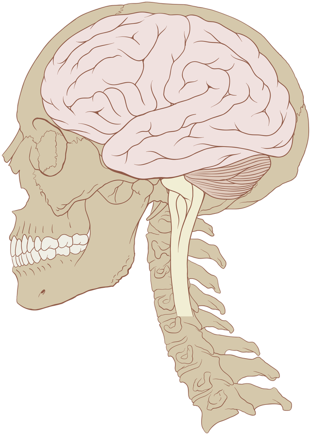 Skull_and_brain_normal_human.svg