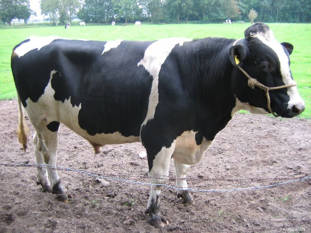 Koe_zijaanzicht_2