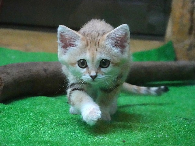 スナネコの赤ちゃん かわヨすぎてヤバイ 哲学ニュースnwk スナネコの赤ちゃん かわヨすぎてヤバイ 哲学ニュースnwk