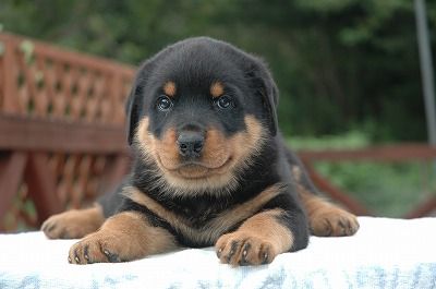 Resultado de imagen para rottweiler 犬 いたずら