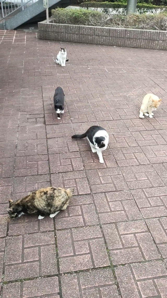 猫スポット行ってきた????
