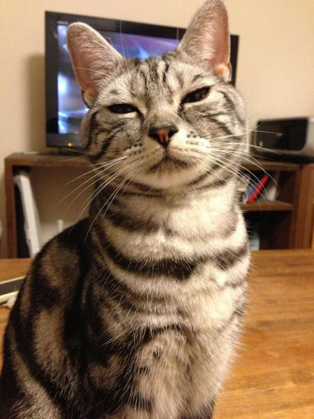 猫